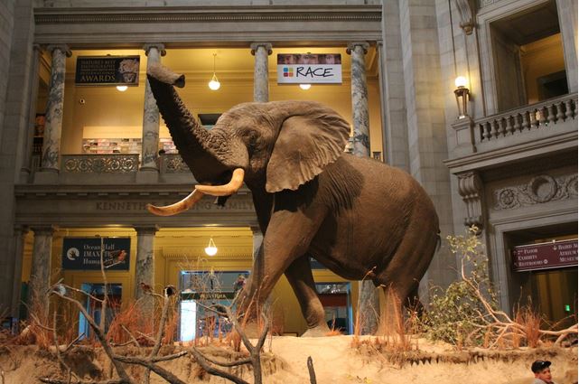 National Museum of Natural History (Ulusal Doğa Tarihi Müzesi) Washington gezilecek yerler arasında en doğalı