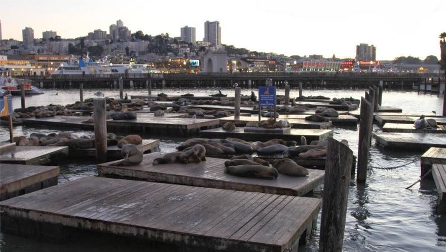 Fisherman's Wharf-Yanı Başında Deniz Aslanları