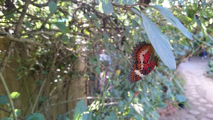 Butterfly_Ecogarden