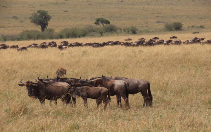 afrika safari hayvanları