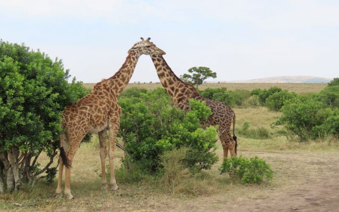 safari kenya masai mara hayvanlar zurafa